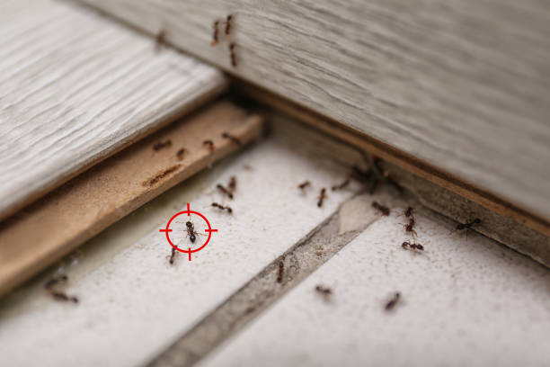 Trusted Homeland, CA Pest Control Experts