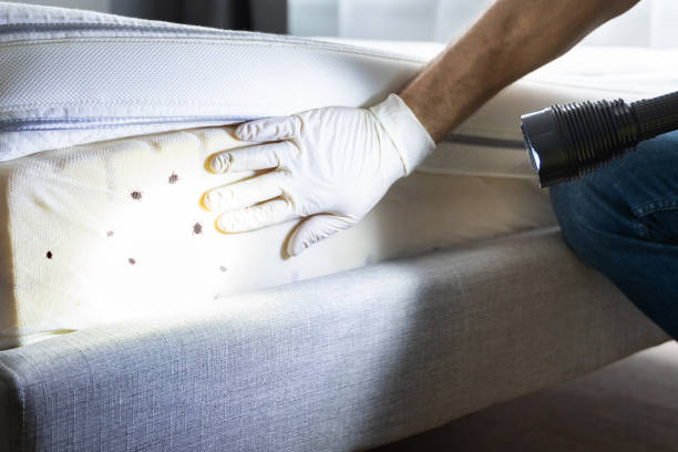 Best Bed Bug Extermination  in Homeland, CA