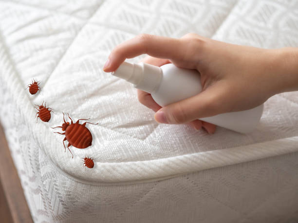 Best Mosquito Control Services  in Homeland, CA